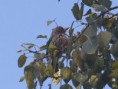 /album/some-overseas-trips/brown-headed-barbet-jpg/